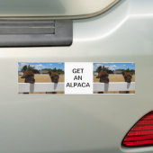 Alpacas in Templeton, Californië Bumpersticker (Op auto)
