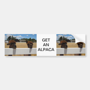 Alpacas in Templeton, Californië Bumpersticker