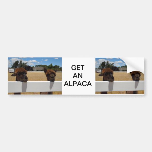 Alpacas in Templeton, Californië Bumpersticker (Voorkant)