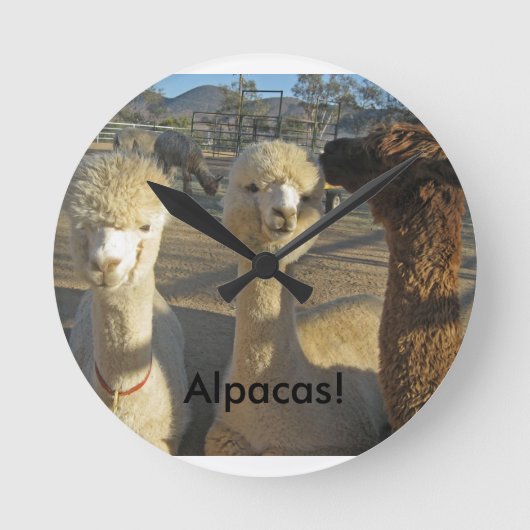 Alpacas. Klok (Voorkant)