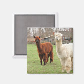 Alpacas laineux ~ aimant (Recto/Verso)