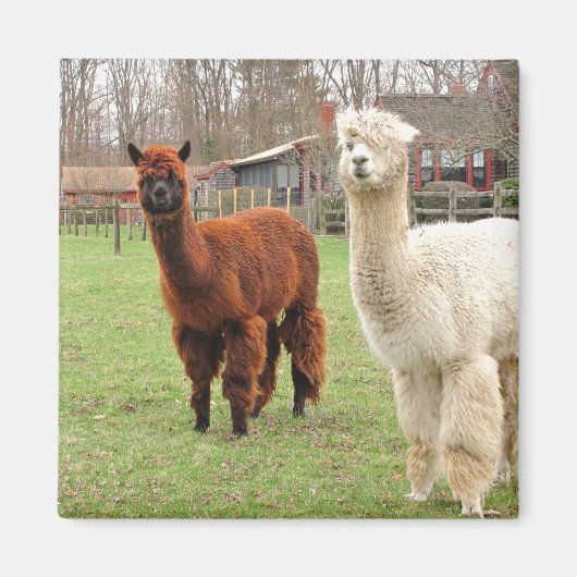 Alpacas laineux ~ aimant (Devant)