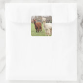 Alpacas laineux ~ autocollant (Sac)
