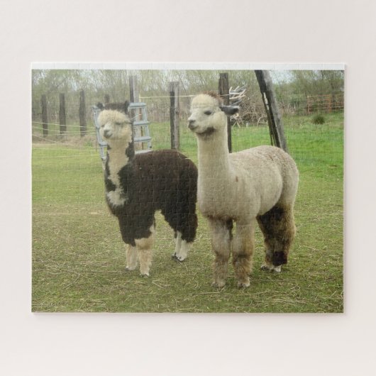 Alpacas Legpuzzel (Horizontaal)