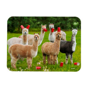 Alpaca's met rode kopjes magneet