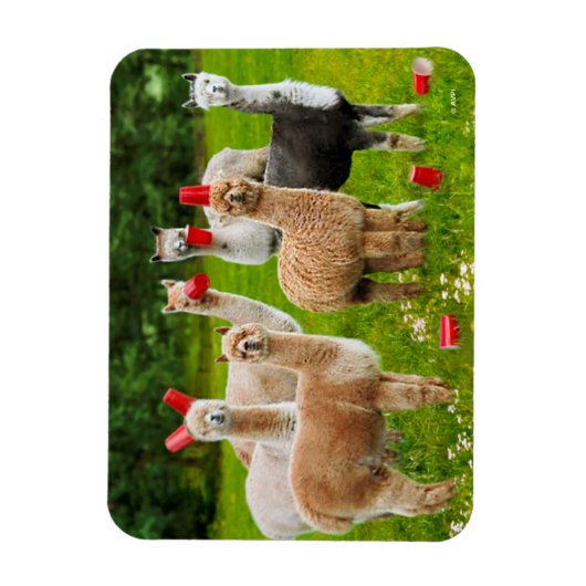 Alpaca's met rode kopjes magneet (Verticaal)