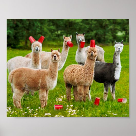 Alpaca's met rode kopjes poster (Voorkant)