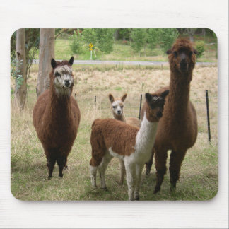 Alpacas Muismat