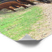 Alpacas Poster (Hoek)