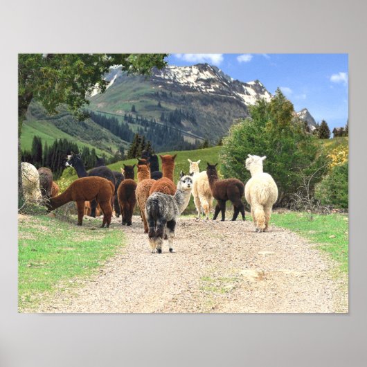 Alpacas Poster (Voorkant)