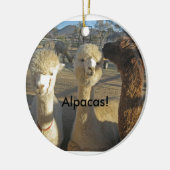 Alpaga ! Ornement (Gauche)