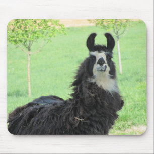 Alpaga, tapis de souris de lama