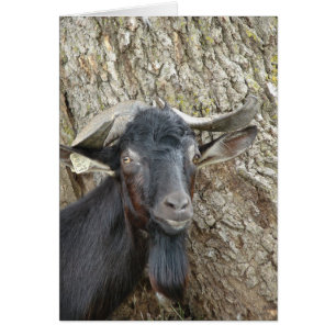 Alpen Billy Goat