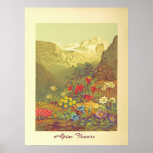 Alpenbloemen Kunst Poster