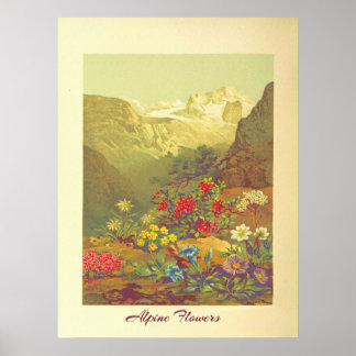 Alpenbloemen Kunst Poster