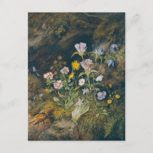 alpenflora Theodor Petter Briefkaart