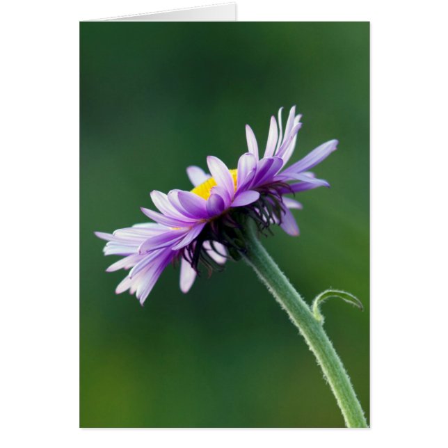 Alpenmargriet (Voorkant)