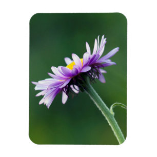 Alpenmargriet Magneet