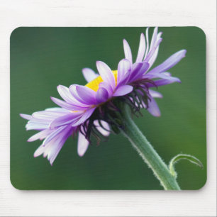 Alpenmargriet Muismat