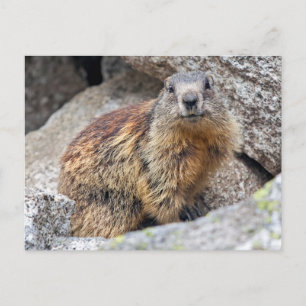 Alpenmarmot Ansichtkaart Briefkaart