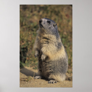 Alpenmarmot, Marmota marmota, volwassen staand Poster