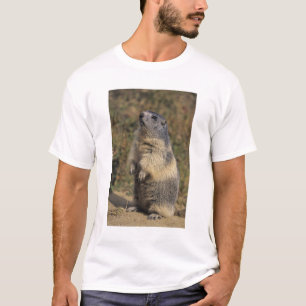 Alpenmarmot, Marmota marmota, volwassene staand T-shirt