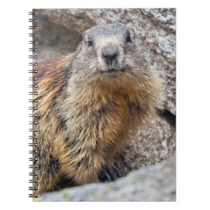 Alpenmarmot Notitieboek