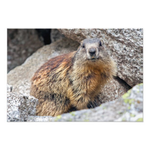 Alpenmarmotprint Foto Afdruk