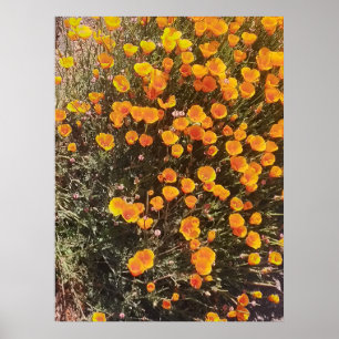 alpenweide poster