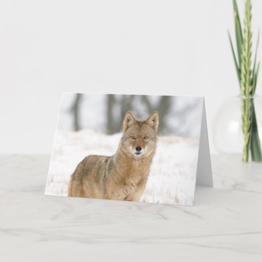 Alpha Male Coyote Kaart (Voorkant)