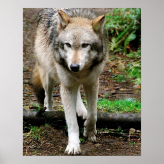 Alpha Wolf Poster