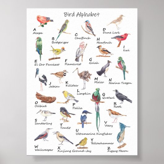 Alphabet avien : Poster de A à Z d'oiseaux (Devant)