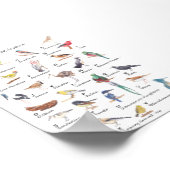 Alphabet avien : Poster de A à Z d'oiseaux (Coin)
