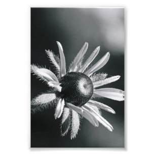 Alphabet Letter Photography O8 Black en White 4x6 Foto Afdruk
