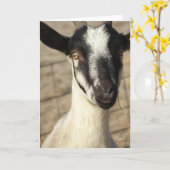 Alpiene geit kaart (Gele Bloem)