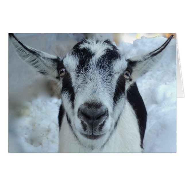 Alpiene geitenkaart (Voorkant Horizontaal)