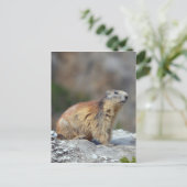 Alpiene marmot op rots briefkaart (Staand voorkant)