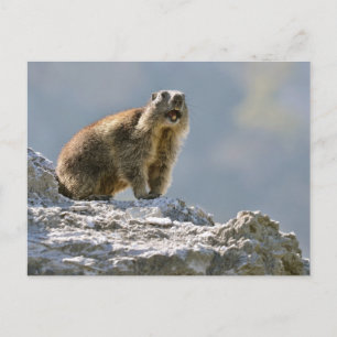 Alpiene marmot op rots briefkaart