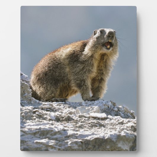 Alpiene marmot op rots fotoplaat (Voorkant)