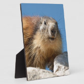 Alpiene marmot op rots fotoplaat (Zijkant)
