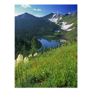 Alpiene wilde bloemen in het Jewel Basin in de Foto Afdruk