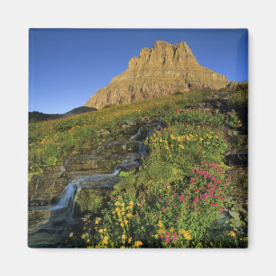 Alpiene wilde bloemen & Mt Clements bij Logan Pass Magneet