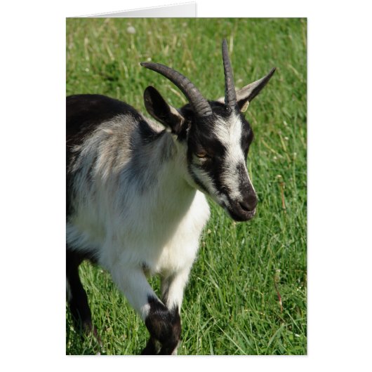 Alpine Dairy Goat (Voorkant)