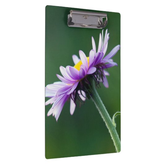 Alpine Daisy Klembord (Rechts)