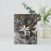 Alpine Edelweiss Briefkaart (Staand voorkant)