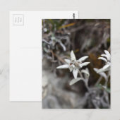 Alpine Edelweiss Briefkaart (Voorkant / Achterkant)