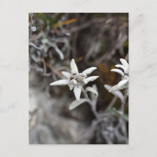 Alpine Edelweiss Briefkaart (Voorkant)