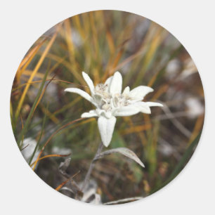 Alpine Edelweiss Ronde Sticker