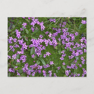 Alpine Flowers Briefkaart