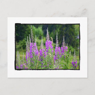 Alpine Flowers Meadow Sage La Berneuse Leysin Briefkaart